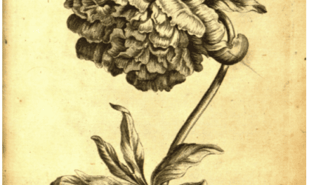 An 18th-Century Botanical Coloring Book for Adults