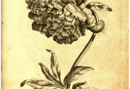 An 18th-Century Botanical Coloring Book for Adults
