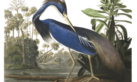 You Can Now Download 435 Bird Illustrations by Legendary John James Audubon for Free