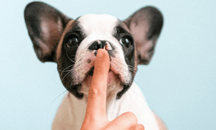 Shhh: top secret guide to effective stakeholder management